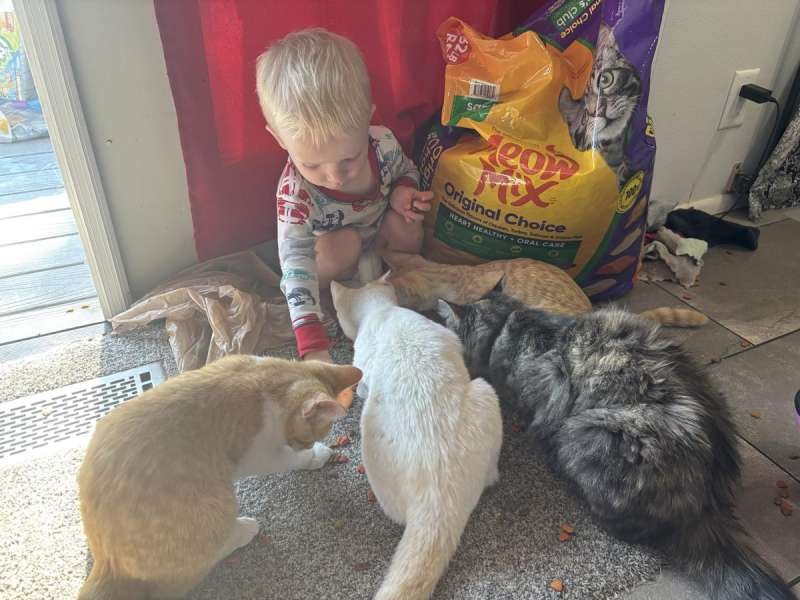 FeelNeedy Cat steam brush Image 2